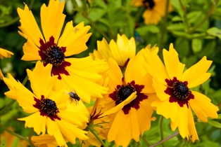 Hidcote Manor Garden